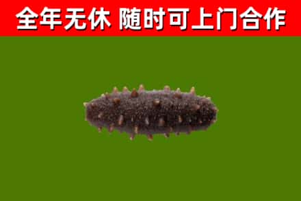 彭山烟酒回收干海参.jpg